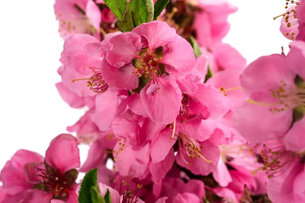 Dehner Obstbäume|Säulenobst & Zwergobst - Zwergpfirsich 'Bonanza' Rosa