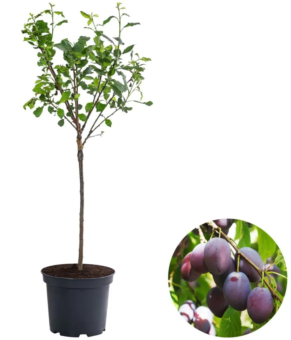 Dehner Zwergpflaume 'Hanna' Sale