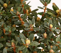 Dehner Rhododendren|Blühende Sträucher > Zwerg-Rhododendron