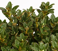 Dehner Zwerg-Rhododendron Lavendel Clearance