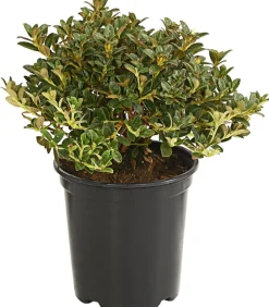 Dehner Zwerg-Rhododendron Lavendel Clearance