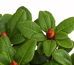 Dehner Rhododendren|Blühende Sträucher - Zwerg-Rhododendron Rot