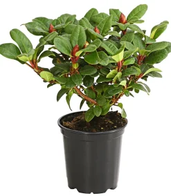 Dehner Rhododendren|Blühende Sträucher - Zwerg-Rhododendron Rot