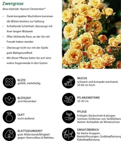 Dehner Rosen - Zwergrose ' Clementine®' Apricot