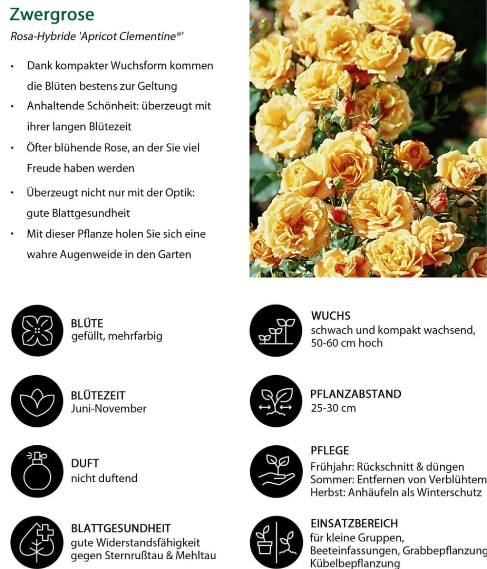 Dehner Rosen - Zwergrose ' Clementine®' Apricot