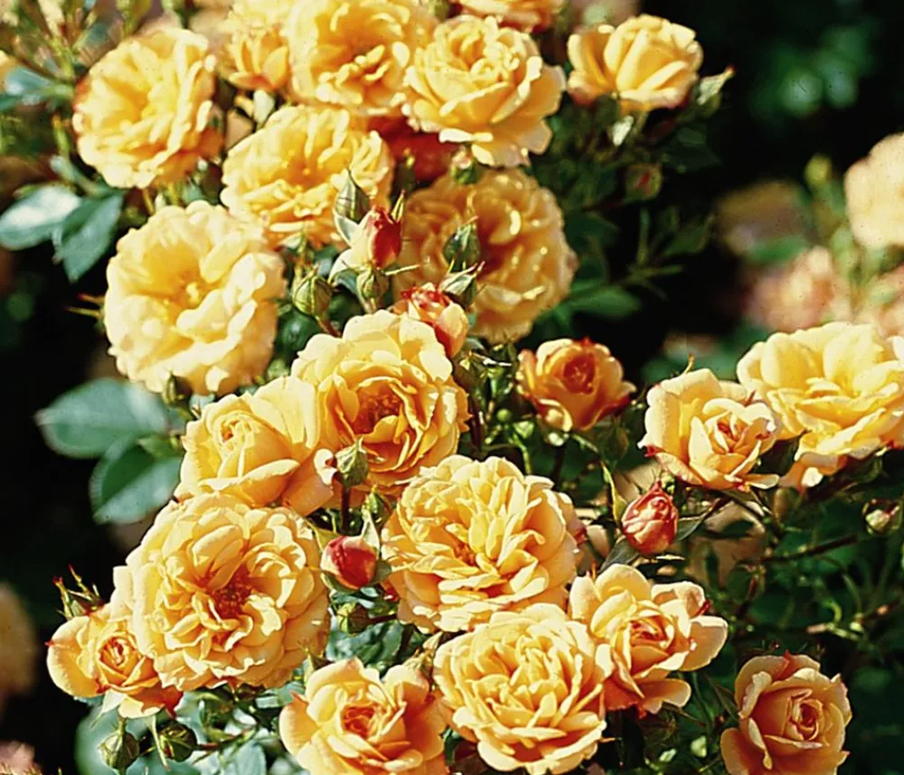Dehner Rosen - Zwergrose ' Clementine®' Apricot