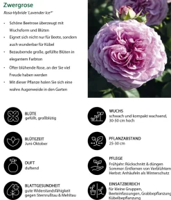 Dehner Zwergrose 'Lavender Ice®' Lavendel Sale