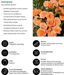 Dehner Rosen - Zwergrose 'Ninetta®' Apricot