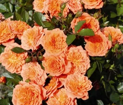 Dehner Rosen - Zwergrose 'Ninetta®' Apricot