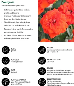 Dehner Rosen > Zwergrose 'Orange Babyflor®'