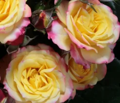 Dehner Rosen > Zwergrose 'Tropical Clementine®'