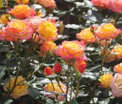 Dehner Rosen > Zwergrose 'Tropical Clementine®'