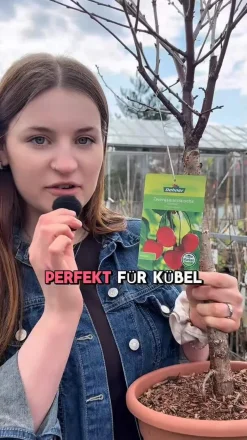 Dehner Obstbäume|Säulenobst & Zwergobst > Zwergsauerkirsche 'Griotella'