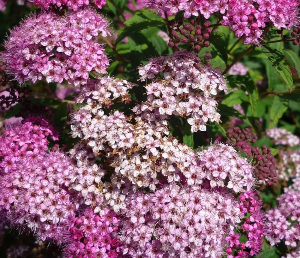 Dehner Grabschmuck & Grabgestaltung|Laubgehölze - Zwergspiere 'Little Princess' Rosa