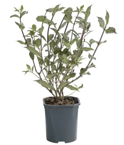 Dehner Laubgehölze|Blühende Sträucher > Zwerg-Weigelie 'Nana Purpurea'