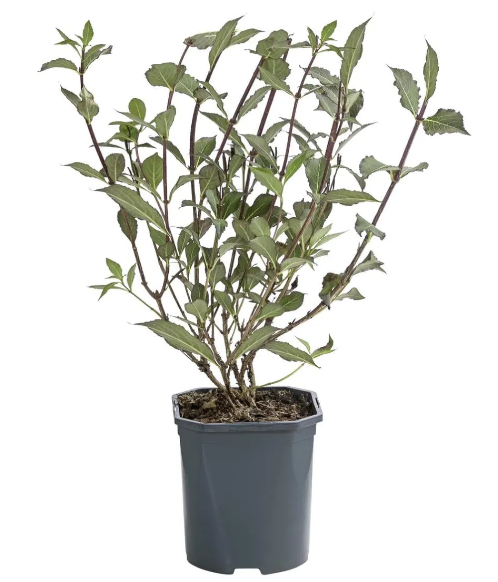 Dehner Laubgehölze|Blühende Sträucher > Zwerg-Weigelie 'Nana Purpurea'