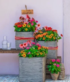 Dehner Sommerblumen - Zwergzinnie, verschiedene Farben