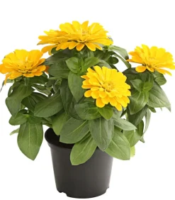 Dehner Sommerblumen - Zwergzinnie, verschiedene Farben