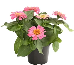 Dehner Sommerblumen - Zwergzinnie, verschiedene Farben