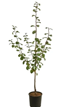 Dehner Zwetschge 'Haganta' Hot