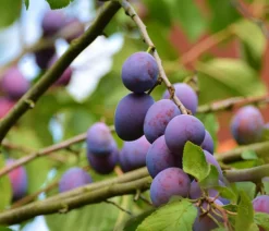 Dehner Obstbäume|Zwetschgen- & Pflaumenbäume - Zwetschge 'Jojo' Lila
