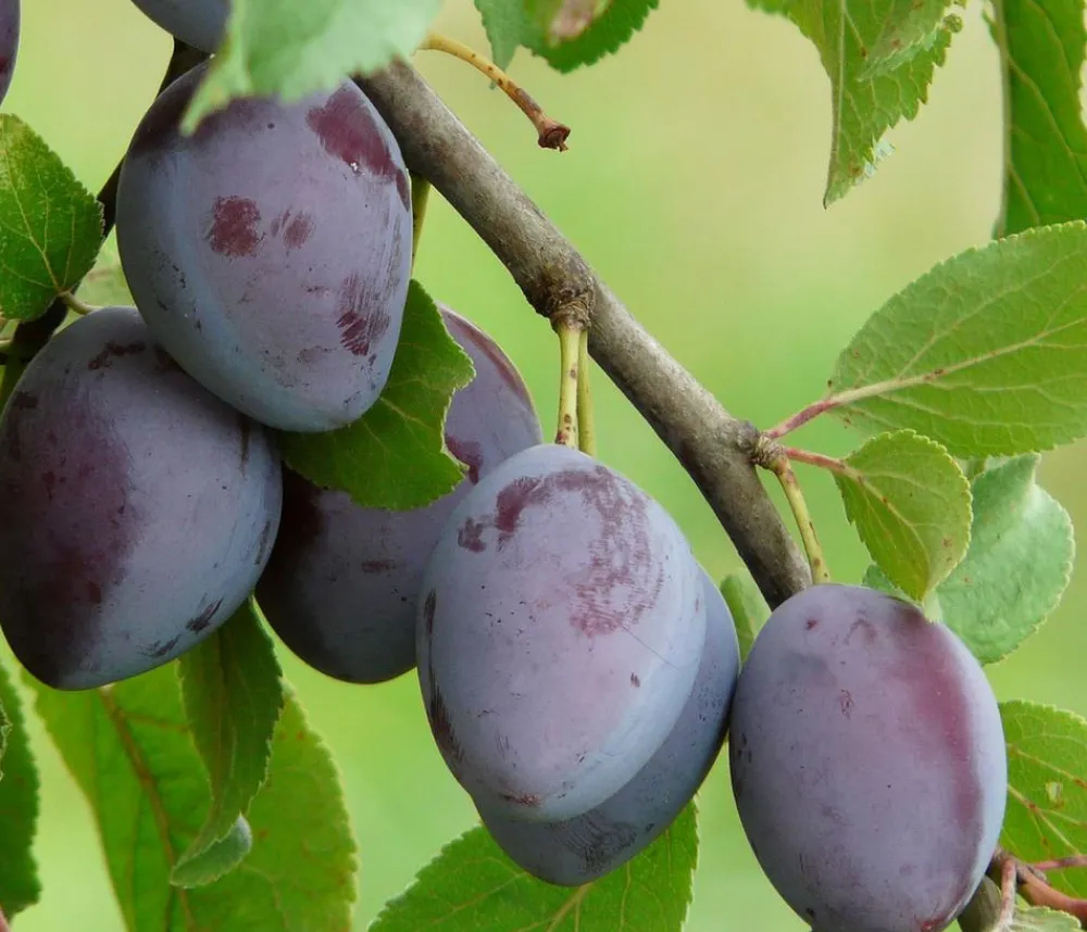 Dehner Obstbäume|Zwetschgen- & Pflaumenbäume > Zwetschge 'Katinka'