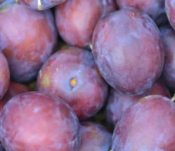 Dehner Obstbäume|Zwetschgen- & Pflaumenbäume > Zwetschge 'Katinka'