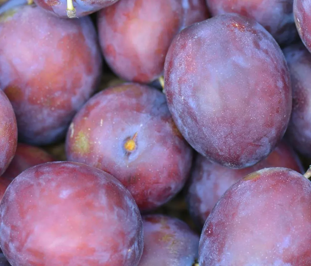 Dehner Obstbäume|Zwetschgen- & Pflaumenbäume > Zwetschge 'Katinka'