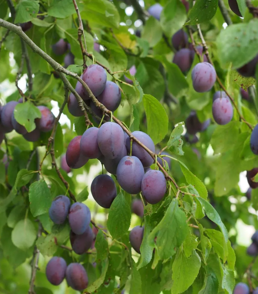 Dehner Obstbäume|Zwetschgen- & Pflaumenbäume > Zwetschge 'Kulinaria-Toptaste'