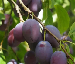 Dehner Obstbäume|Zwetschgen- & Pflaumenbäume > Zwetschge 'Kulinaria-Toptaste'