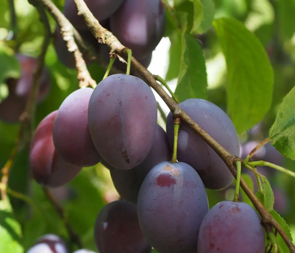Dehner Obstbäume|Zwetschgen- & Pflaumenbäume > Zwetschge 'Kulinaria-Toptaste'
