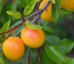 Dehner Obstbäume|Zwetschgen- & Pflaumenbäume - Zwetschge - Mirabelle 'Miroma' ®