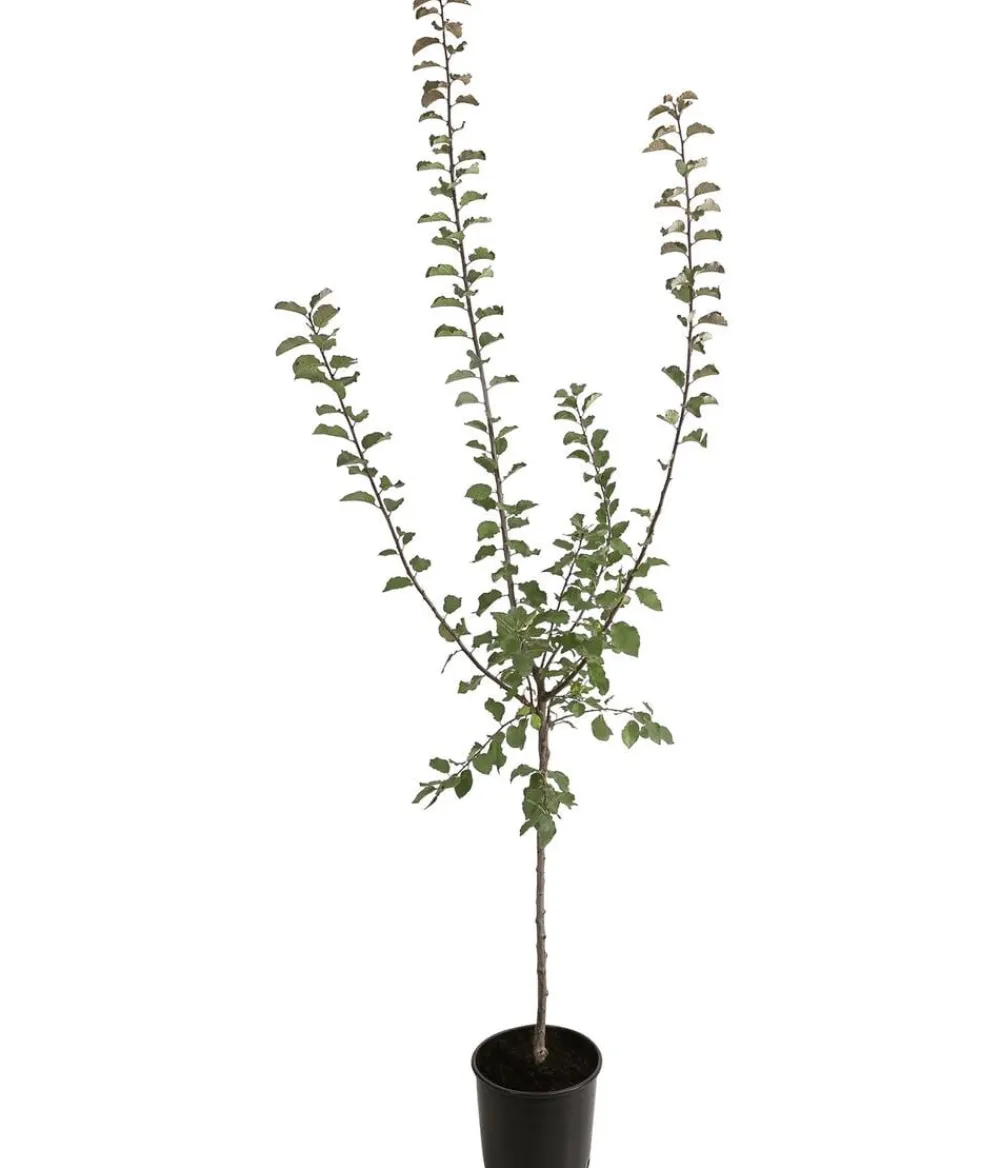 Dehner Obstbäume|Zwetschgen- & Pflaumenbäume - Zwetschge - Mirabelle 'Miroma' ®