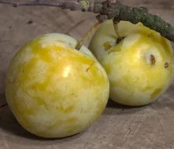 Dehner Obstbäume|Zwetschgen- & Pflaumenbäume - Zwetschgen-Duo 'Hauszwetschge/Oullins Reneklode' Gelb