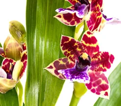 Dehner Orchideen > Zygopetalum - Zygopetalum cultivars