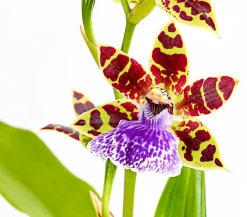 Dehner Orchideen > Zygopetalum - Zygopetalum cultivars