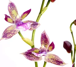 Dehner Orchideen > Zygopetalum - Zygopetalum cultivars