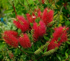 Dehner Terrassenpflanzen > Zylinderputzer, Busch