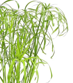 Dehner Grünpflanzen > Zypergras - Cyperus alternifolius