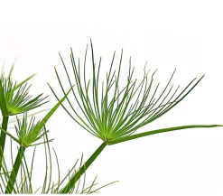 Dehner Zypergras - Cyperus haspan Grün Hot