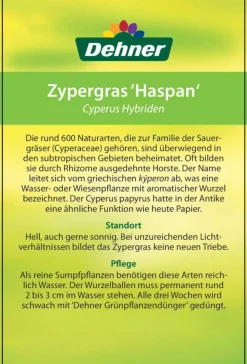 Dehner Zypergras - Cyperus haspan Grün Hot