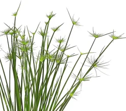 Dehner Zypergras - Cyperus haspan Grün Hot