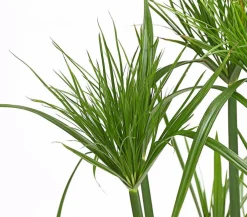 Dehner Zyperngras - Cyperus papyrus Grün Hot